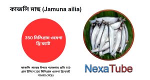 কাজলি মাছ (Jamuna ailia)