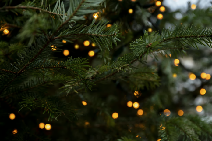 Belgium’s Federal Food Agency has warned that eating pine needles from Christmas trees is unsafe.