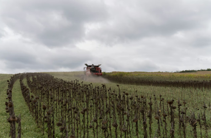 Bucharest has authorized the use of Cruiser 350 FS for maize and sunflower crops in 2025, along with a slew of other banned chemicals, citing severe pest infestations and economic pressures.