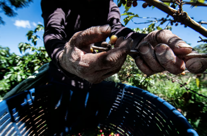 The EUDR, due to come into force on Dec. 30 2025, requires companies to track and trace their shipments of coffee, cocoa, palm oil, soy, rubber, beef and timber to show they didn’t come from deforested areas.